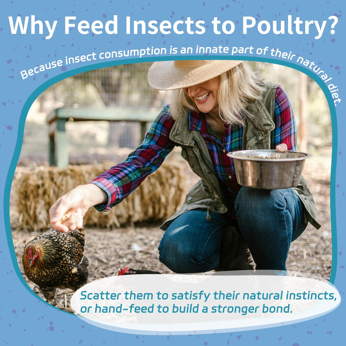 OHNAME protein-rich BSFL supports feather growth and healthy molting in chickens.