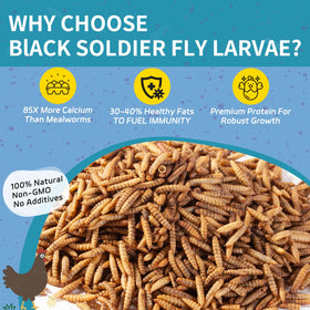 OHNAME BSFL protein-rich treat close-up underscoring muscle and feather growth.