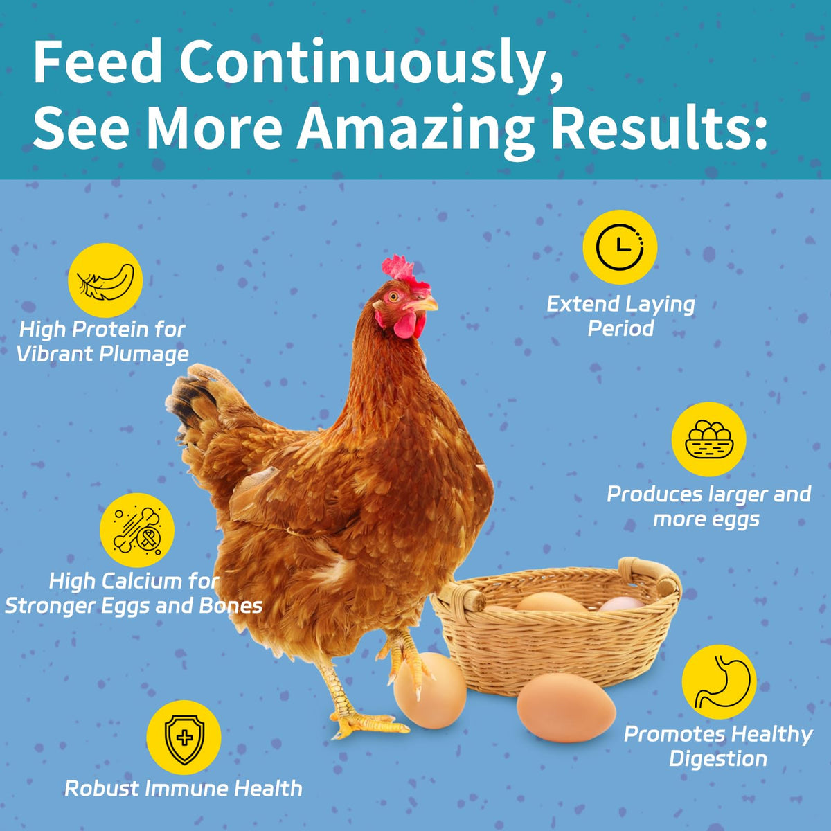 OHNAME chickens enjoying BSFL snack; high-protein treat for thriving flocks.