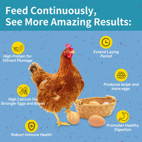 OHNAME chickens enjoying BSFL snack; high-protein treat for thriving flocks.