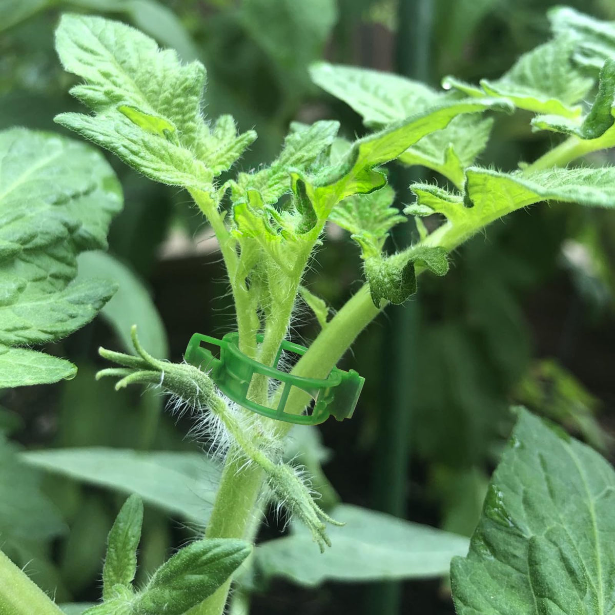 OJYUDD clip-on-stake-usage demonstrates versatile garden support.
