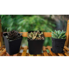 OJYUDD versatile indoor/outdoor pots for home or office use.