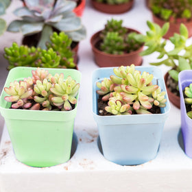 OJYUDD six colors create vibrant display on shelves or desks.