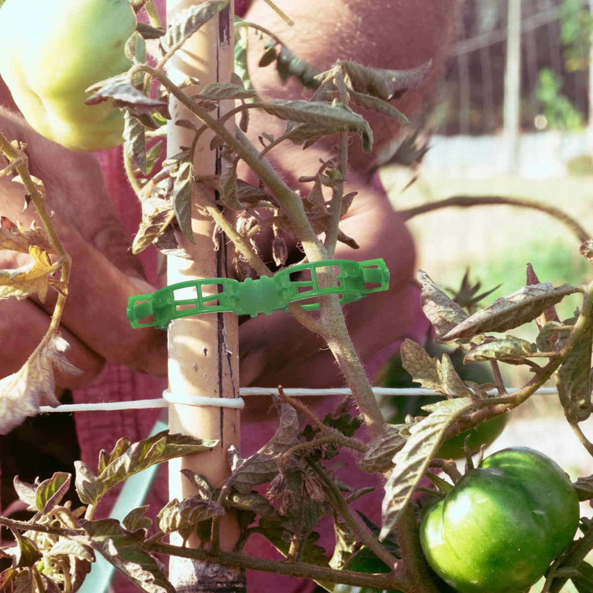 OJYUDD tomato-clip-on-stem securely anchors vines.