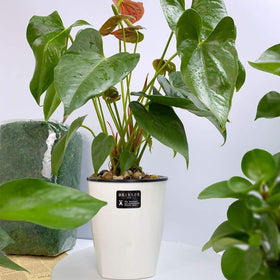 OJYUDD versatile pots suit African violets, succulents, orchids, and herbs.