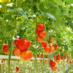 OJYUDD vegetable and fruit support set fits various garden crops