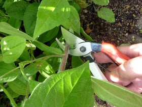 Okatsune 101 pruner in use over bamboo showing precision