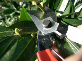Okatsune 103 pruners blade steel texture suggests durable performance.
