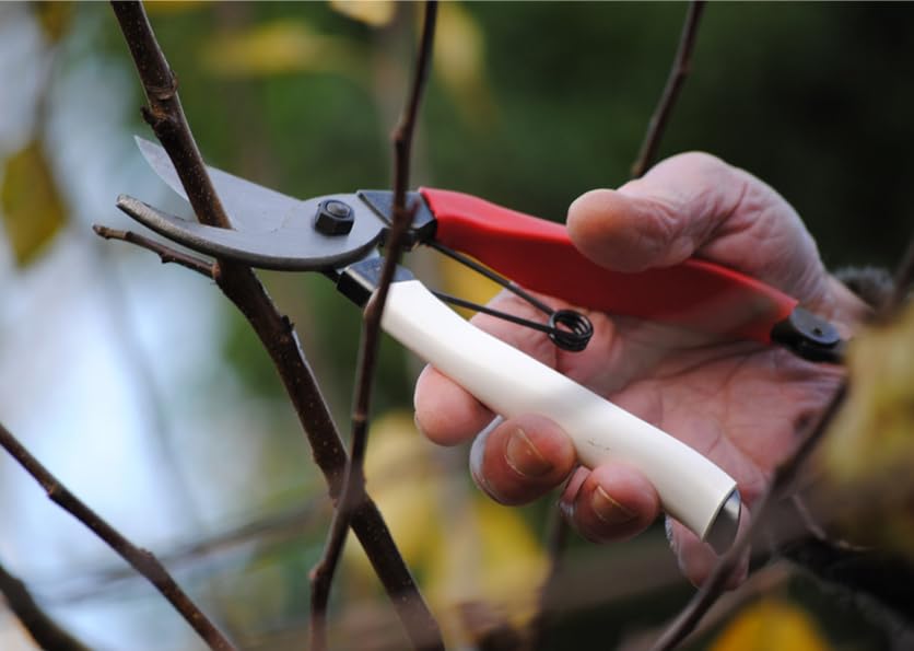 Okatsune 103 pruners vinyl-coated grip demonstrates non-slip comfort in use.