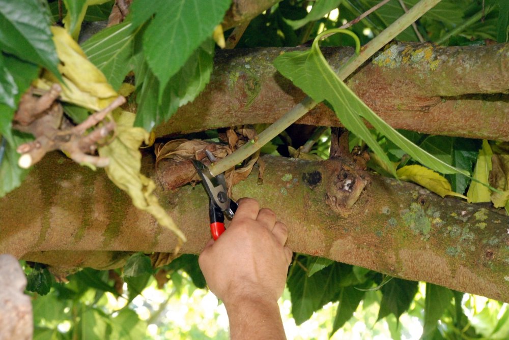 Okatsune 103 pruners made in Japan reflects craftsmanship and quality.