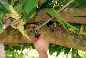 Okatsune 103 pruners made in Japan reflects craftsmanship and quality.