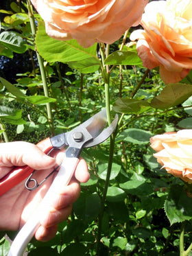 Okatsune pruning shears knife steel closeup conveys sharp, reliable performance.