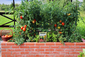 Continuous feeding timeline helps maintain garden momentum through the season.