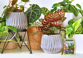 Root-friendly fertilizer delivering nutrients directly to roots