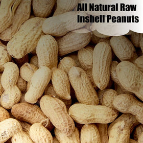 Old Potters shell-on peanuts support foraging in the wild.