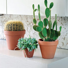 Indoor use: OLEEP terra cotta pot enhances plant displays with natural charm.