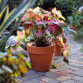 Group planting with OLEEP pots creates cohesive plant displays.