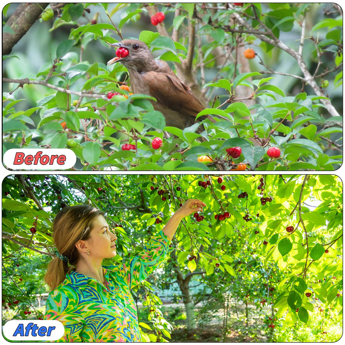 Oleitodh easy-to-cut netting simplifies installation around plants and beds.