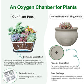 Oliz succulent pots 4-pack includes matching saucers for tidy setups.