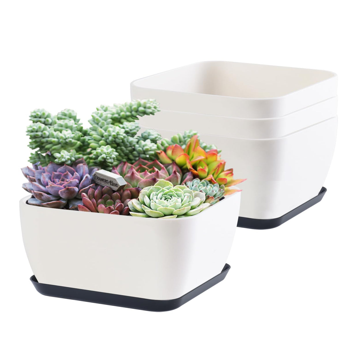 Oliz 6-inch square succulent pot showcases clean design for stylish indoor décor.