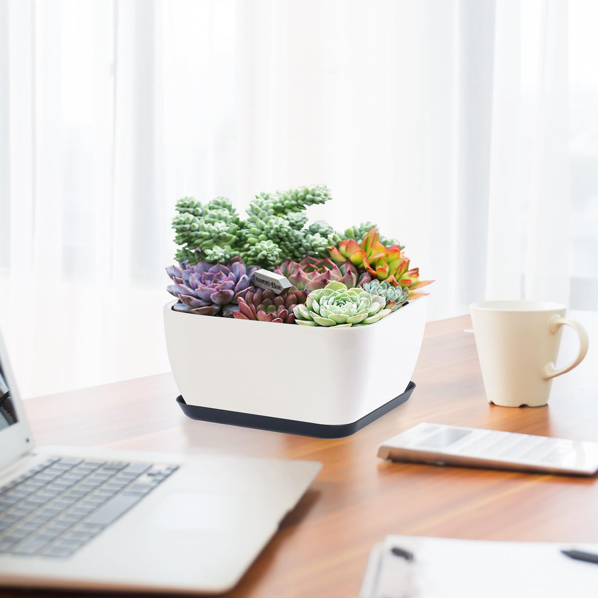Oliz succulent pot with drainage hole mesh for healthy root airflow.
