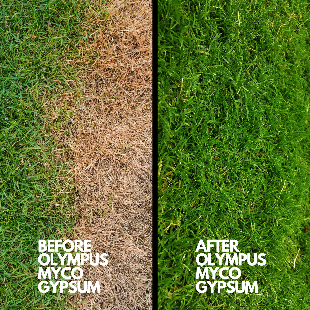 Olympus Myco gypsum powder spread on substrate to support even moisture.