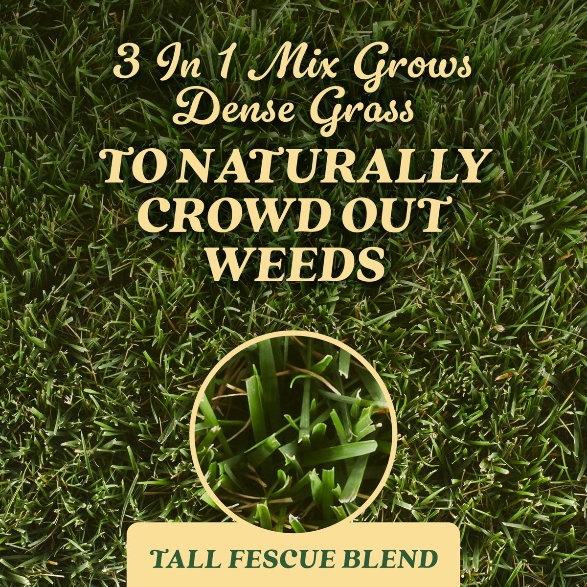 O.M. Scott Tall Fescue seed closeup promotes lush, even turf.