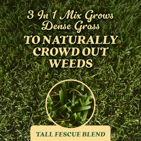 O.M. Scott Tall Fescue seed closeup promotes lush, even turf.