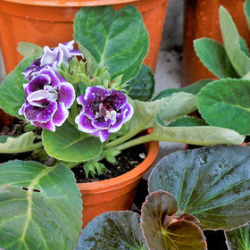 Omitgoter violet mix suitable for all African violet varieties.