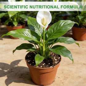Omitgoter balanced pH soil supports healthy root development.