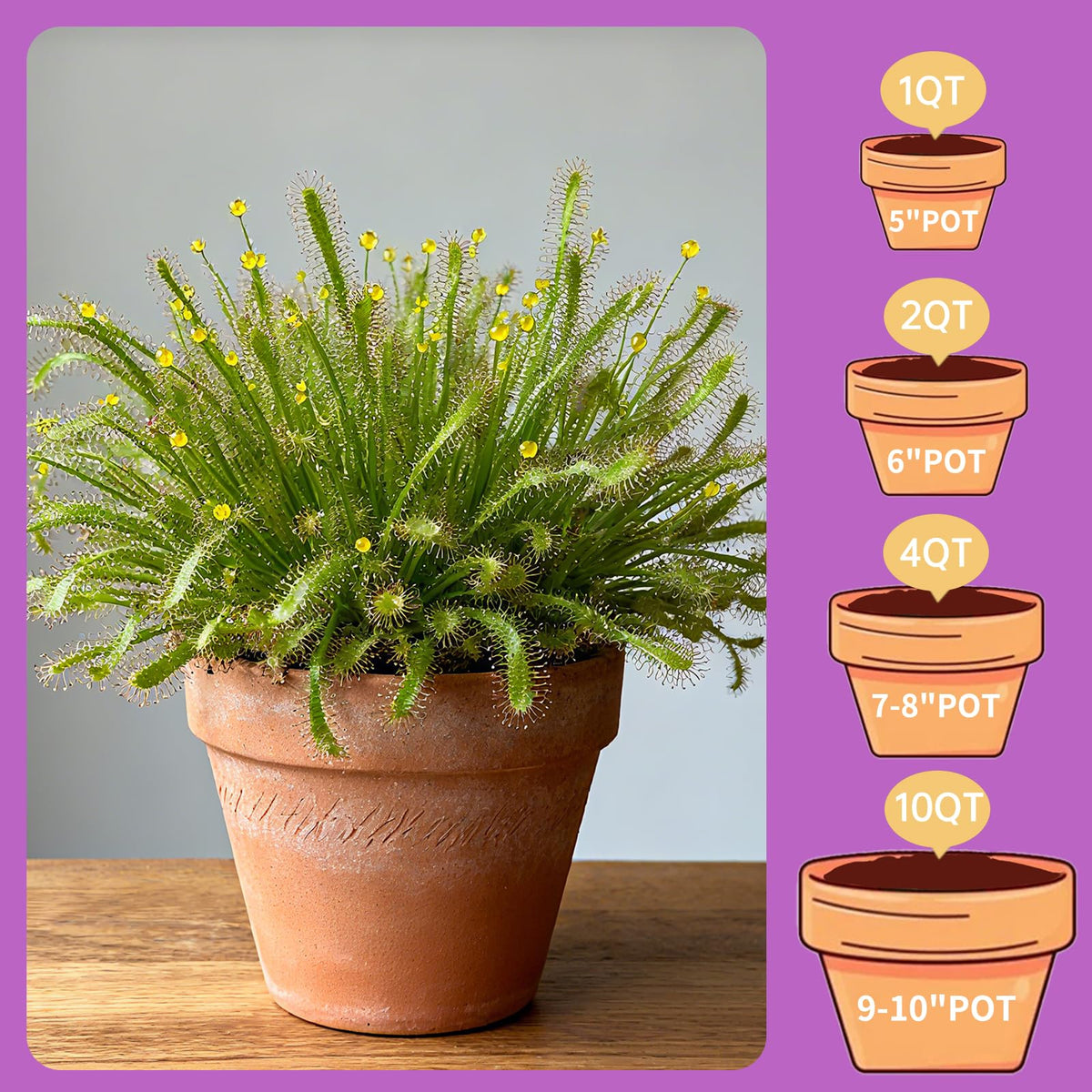 Omitgoter beginner-friendly carnivorous soil simplifies plant setup