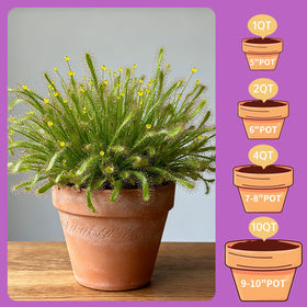 Omitgoter beginner-friendly carnivorous soil simplifies plant setup