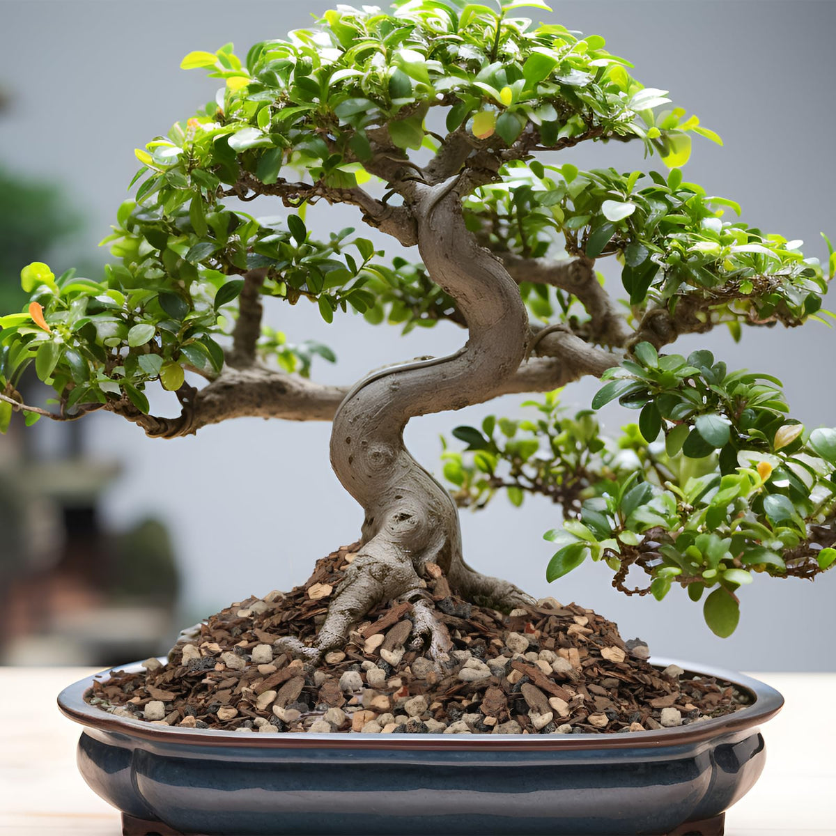 Bark chips in Omitgoter Bonsai Soil Mix add natural root protection
