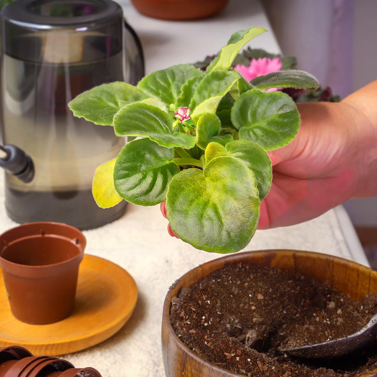 Omitgoter mix supports healthy root development in violets.
