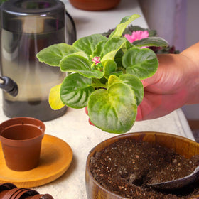 Omitgoter mix supports healthy root development in violets.