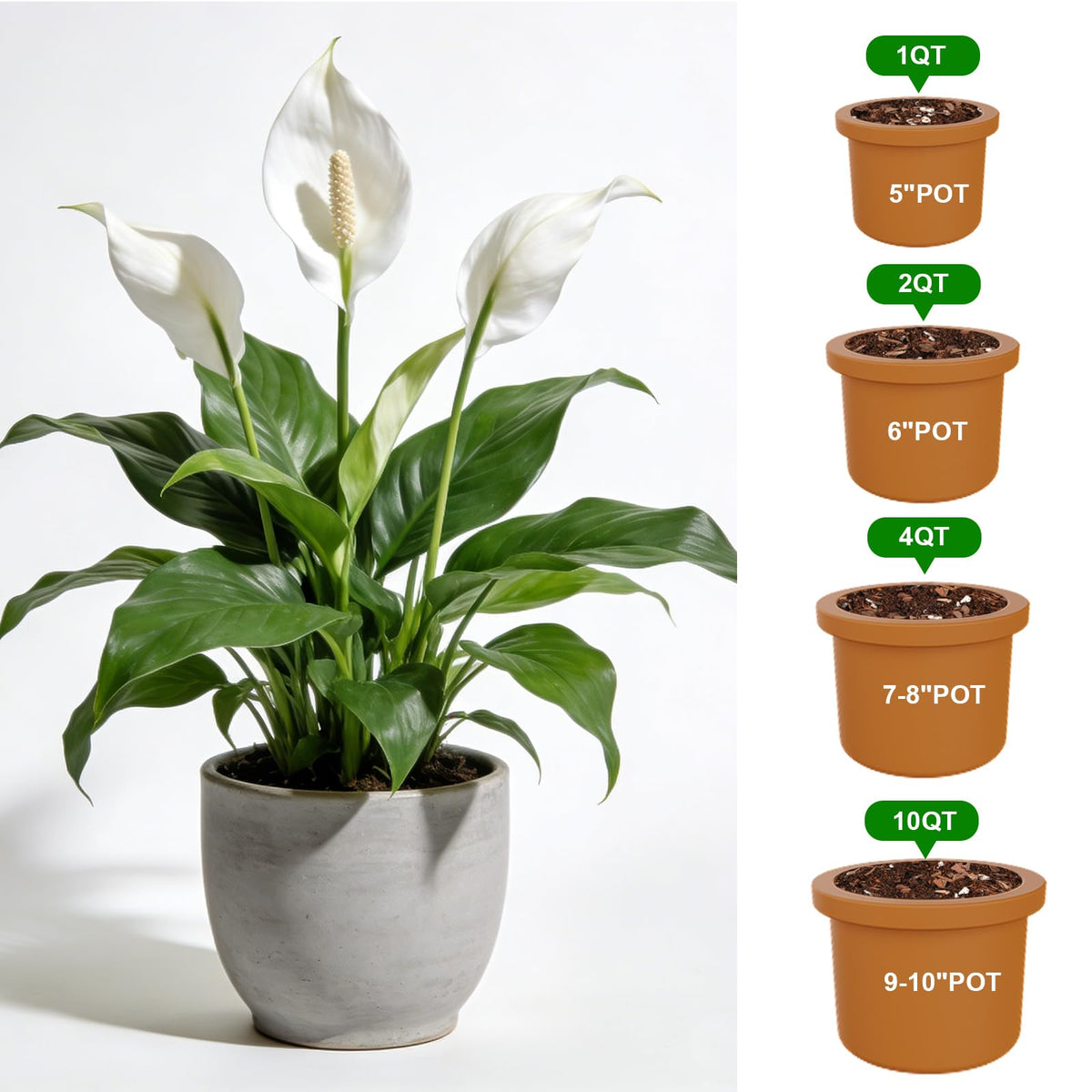 Omitgoter indoor plants thrive with breathable, well-draining soil.