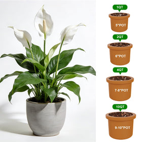 Omitgoter indoor plants thrive with breathable, well-draining soil.
