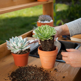 Omitgoter organic succulent soil closeup — fresh, natural ingredients support vitality