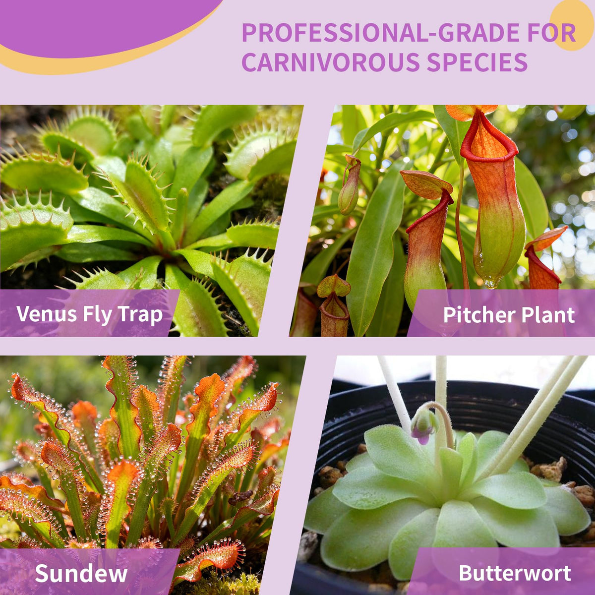 Omitgoter Pitcher Plant care mix supports balanced moisture