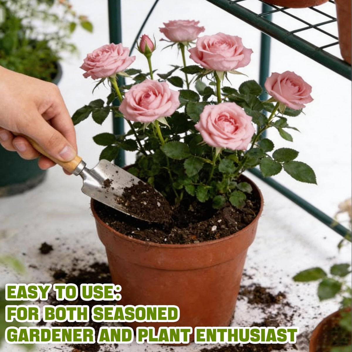 Omitgoter Rose Soil indoor use ideal for potted roses and shelf-space gardens.