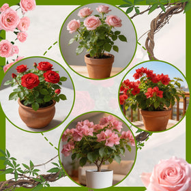Omitgoter Rose Soil outdoor use suited for balcony planters and garden roses alike.