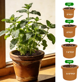 Omitgoter seedling transplant potting soil promotes easy transplanting