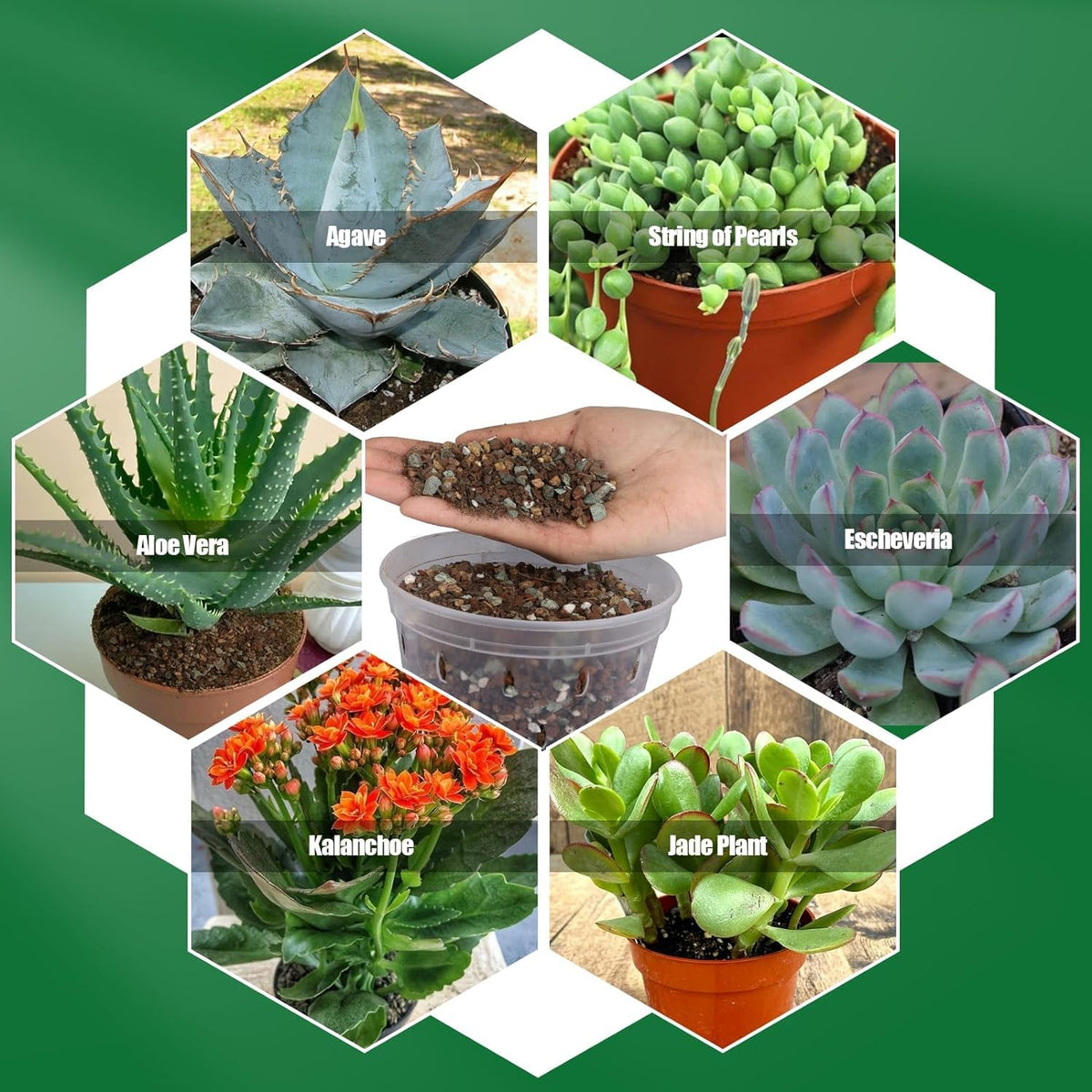 Omitgoter succulent soil in pots — ideal for indoor and outdoor containers