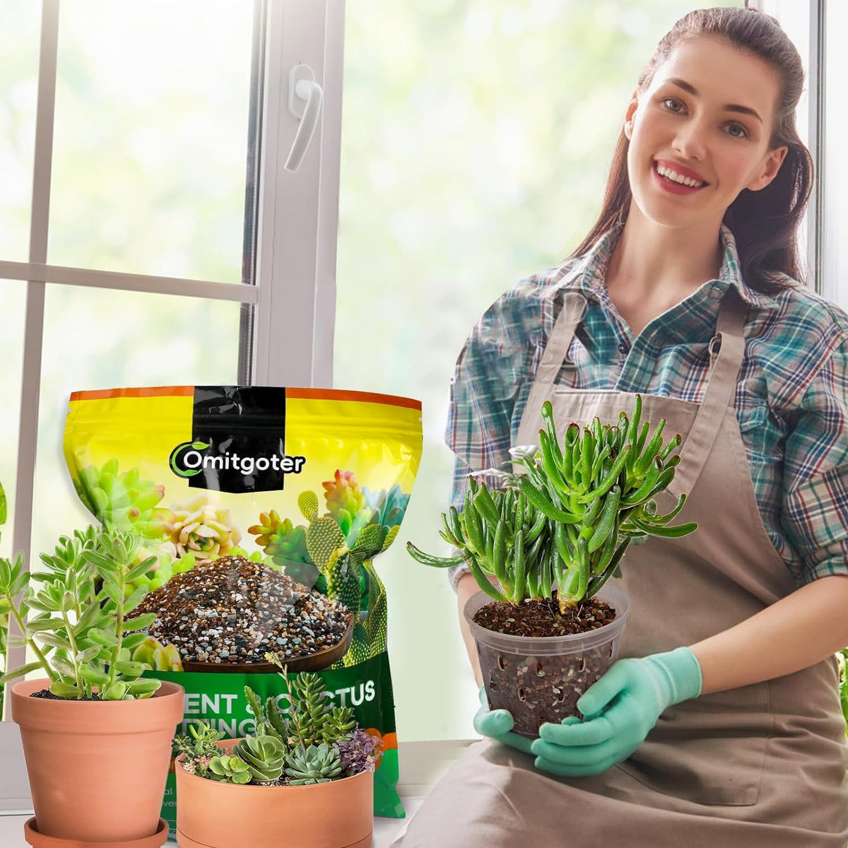 Omitgoter succulent varieties kalanchoe — versatile blend suitable for common succulents