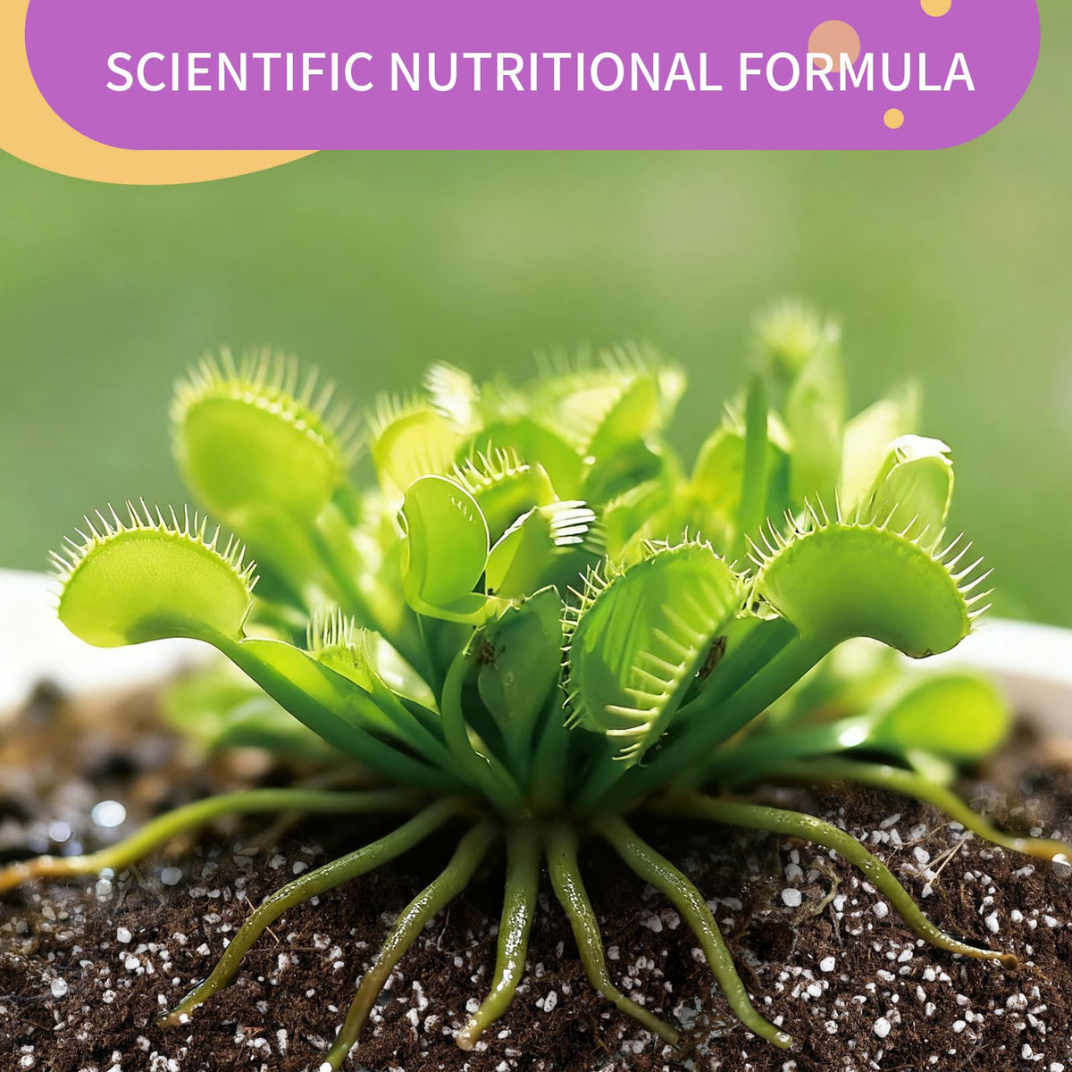 Omitgoter Venus Fly Trap potting mix application for easy setup