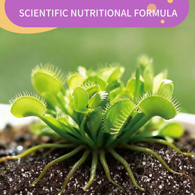 Omitgoter Venus Fly Trap potting mix application for easy setup