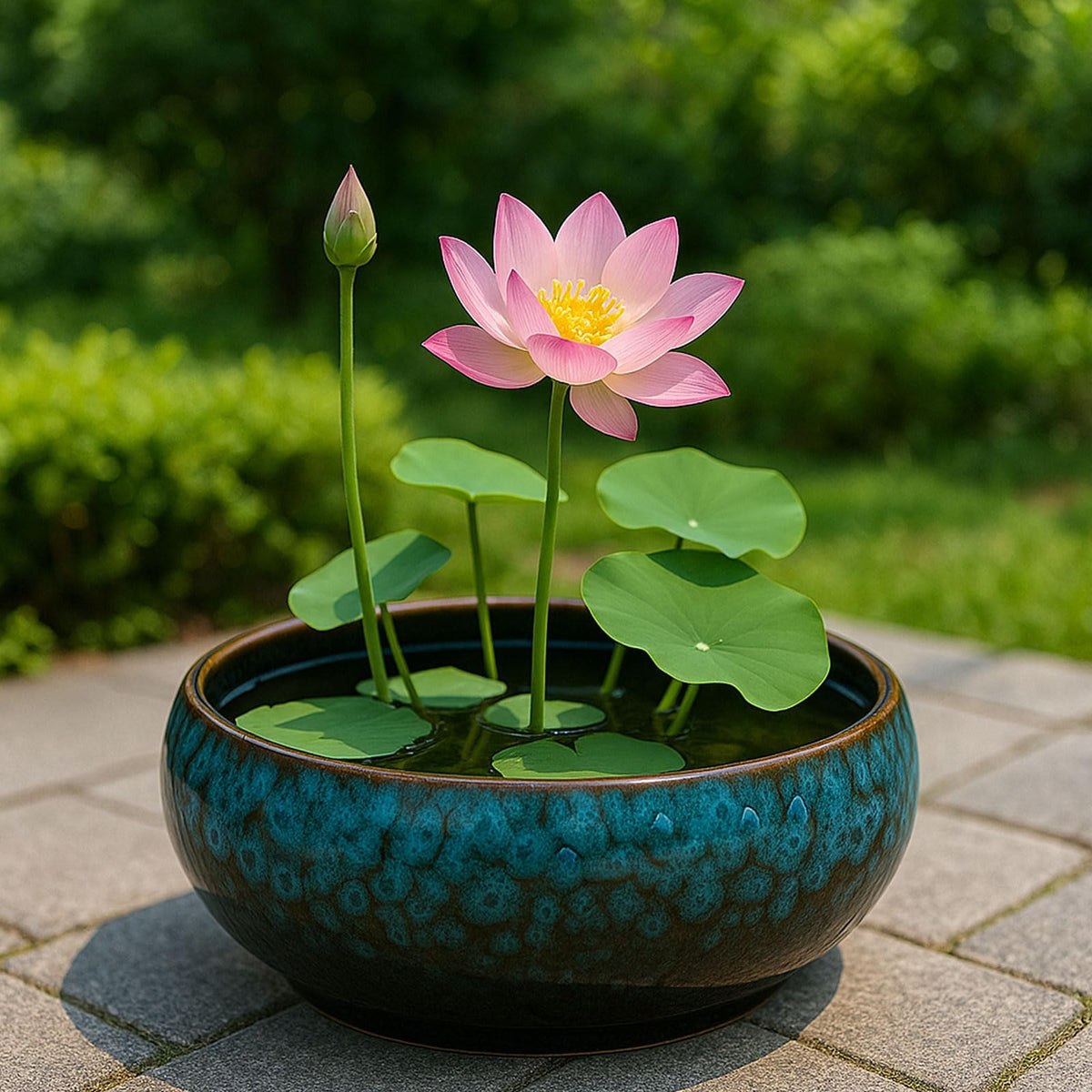 Oncpcare Lotus Bowl Planter bonsai-succulents display with minimalist charm