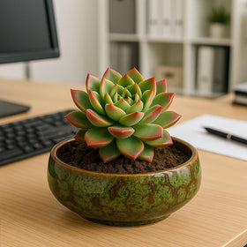 Oncpcare Lotus Bowl Planter water-garden-ornament brightens any room