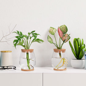 Onepeng propagation vases gift-ready packaging for plant lovers