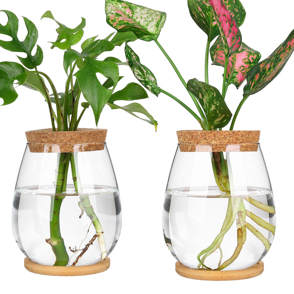 Onepeng propagation vases glass terrarium for observing root growth